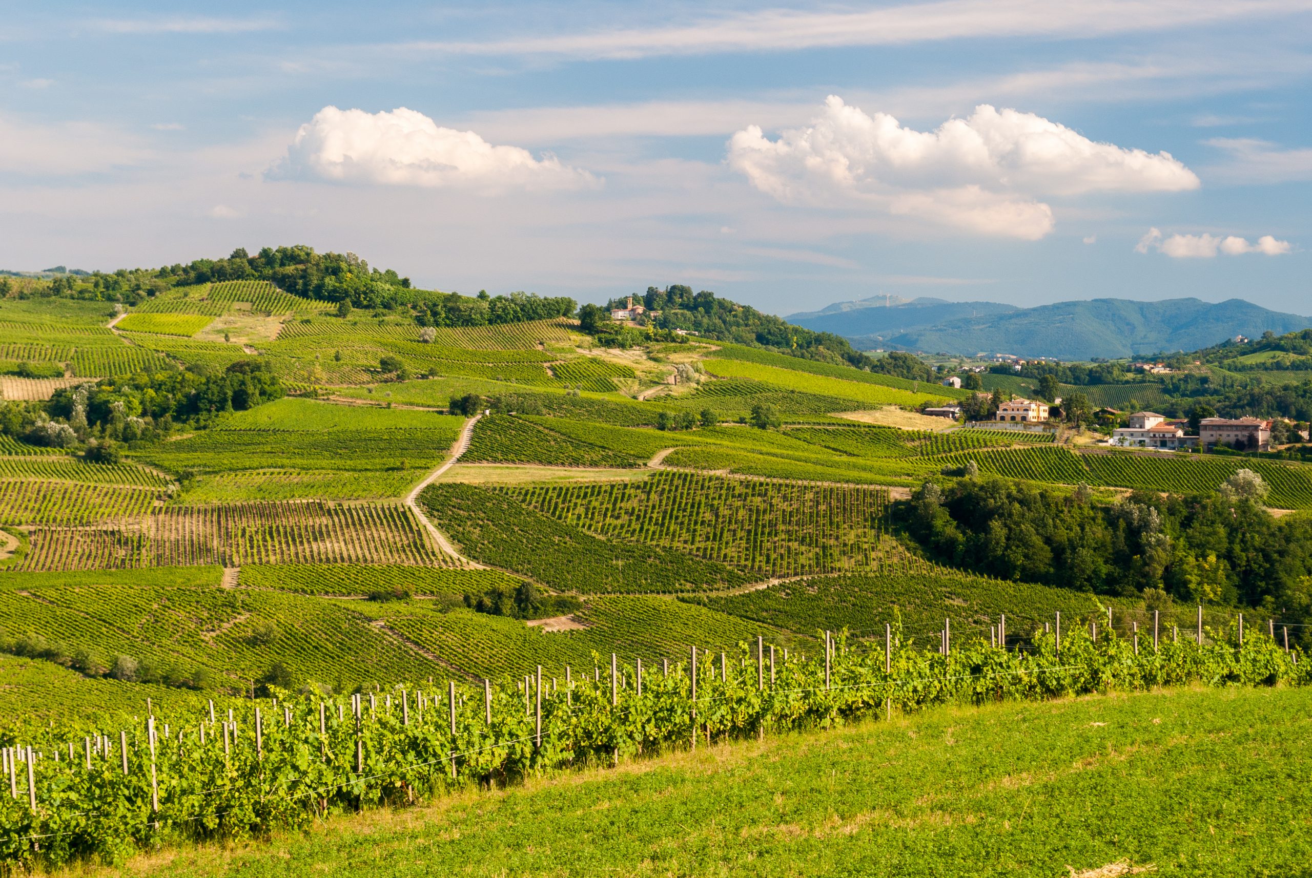 Colline vitate