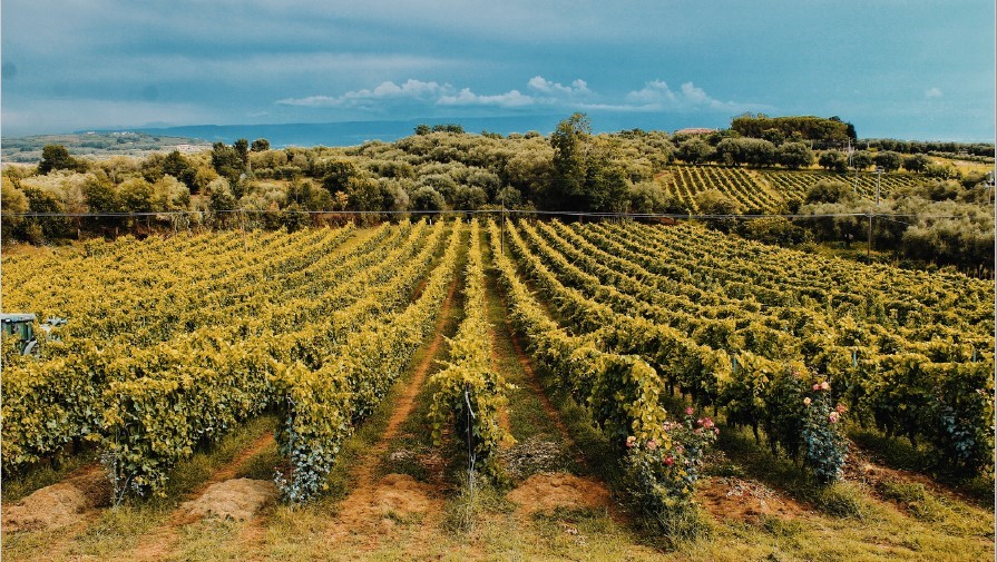 Vigne CMB Calabria
