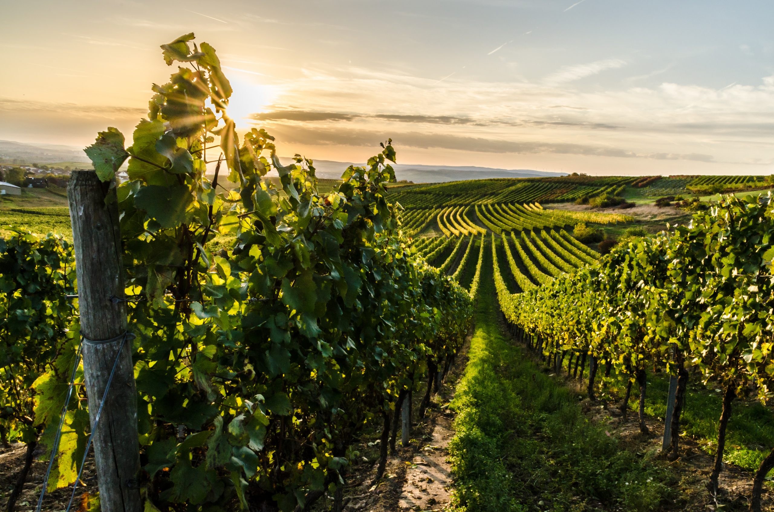 vigneti