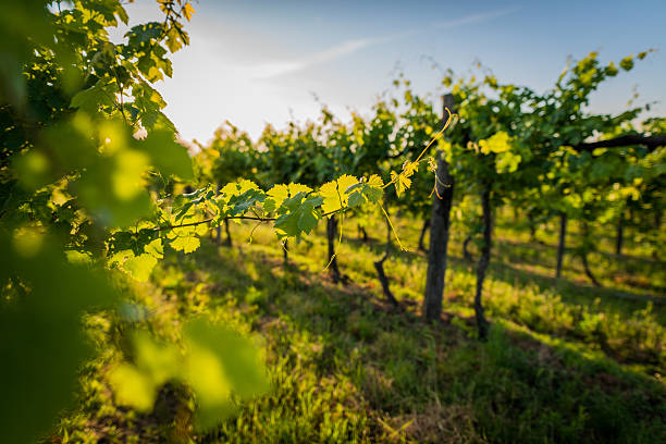 View of a grape field.