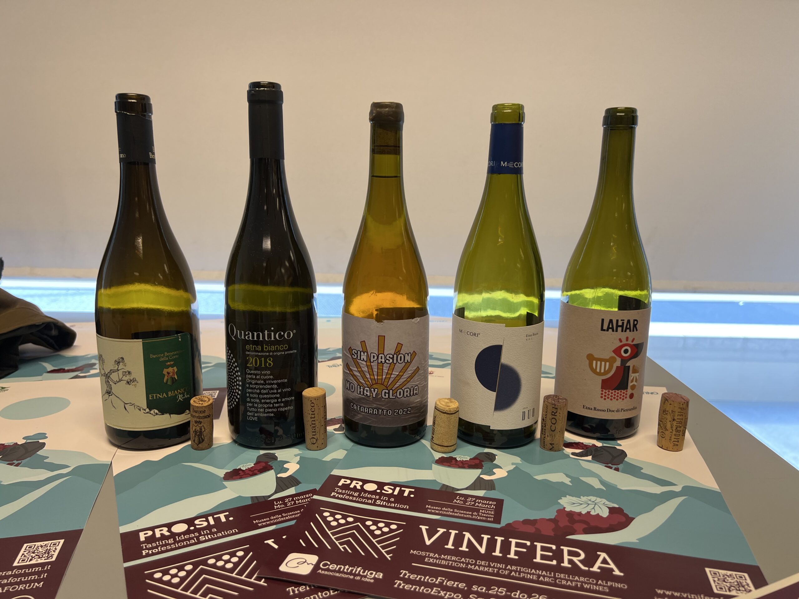 Vinifera