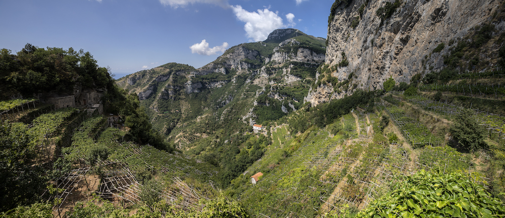 Furore Vigne