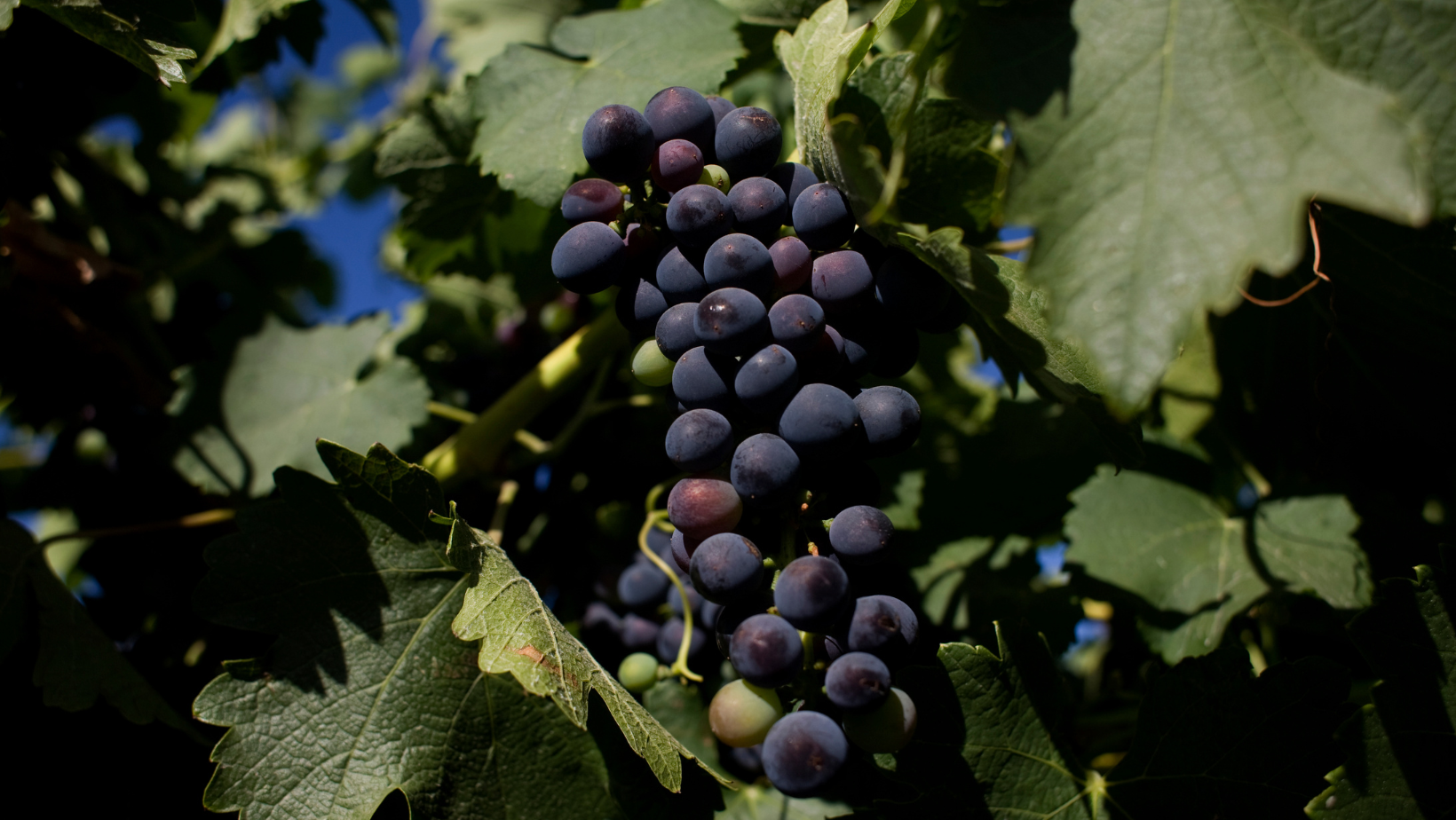 Barossa Valley