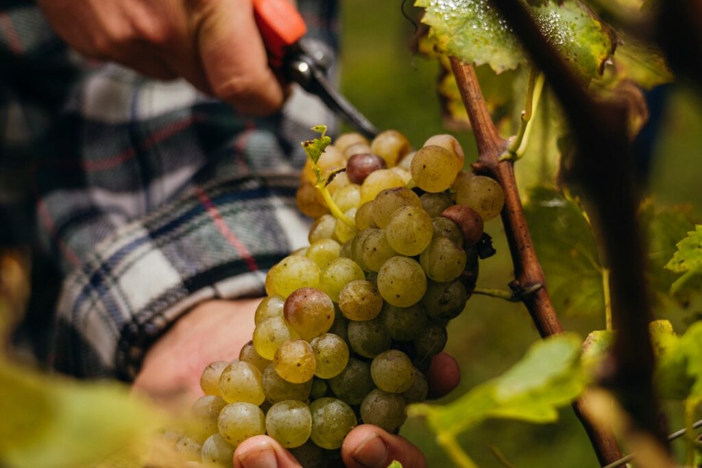 Lugana _ Vendemmia 2