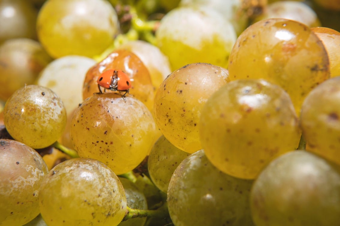 Lugana _ Vendemmia