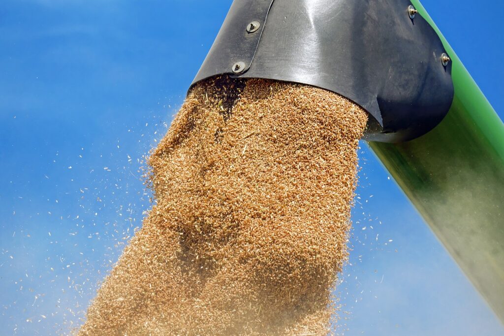 Produzione grano
