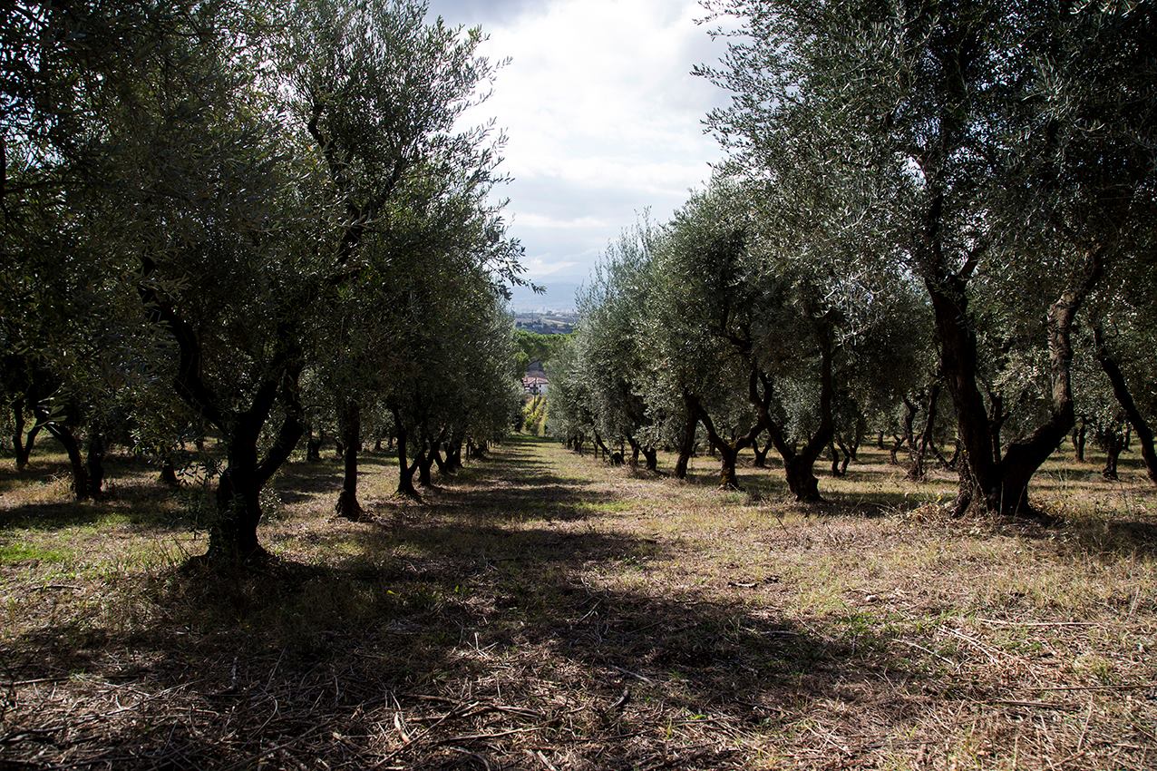 Oliveto Monserrato