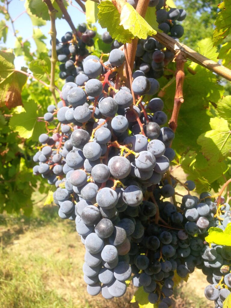 Grappolo uva Piedirosso