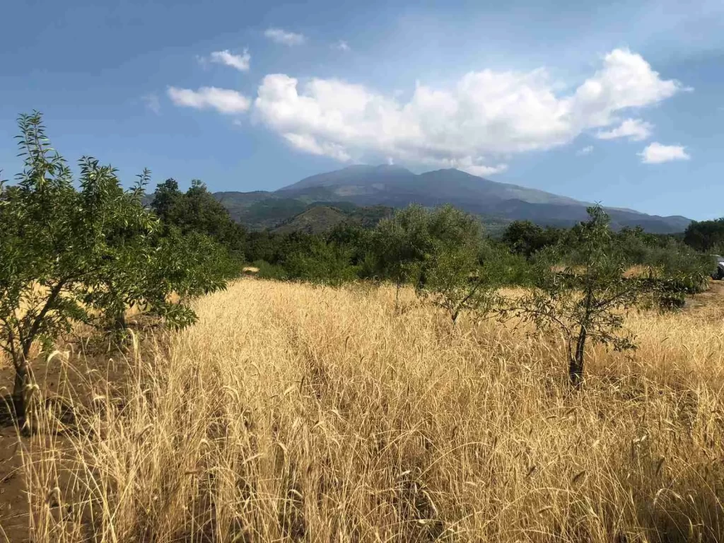 Campo coltivato a segale