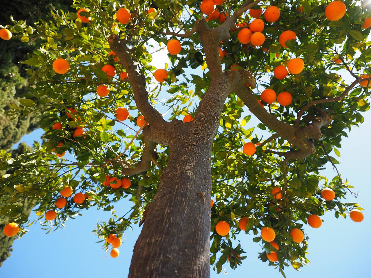 Arancio con arance